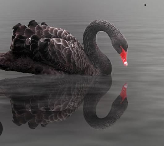 EL CISNE NEGRO