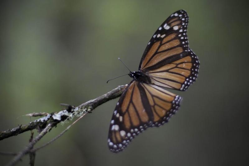  EEUU añade mariposa monarca a lista de especies amenazadas